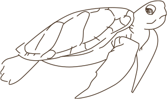 turtle